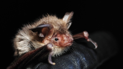 Bechstein's bat