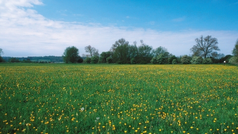 Oxey Mead