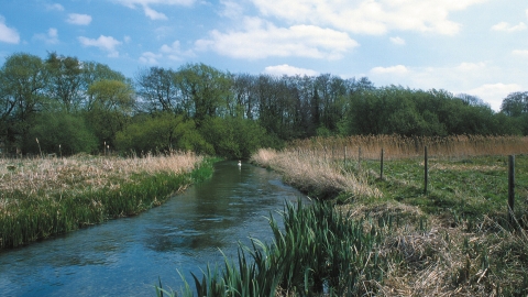 Rack Marsh