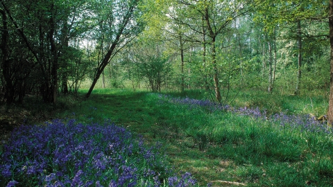 Rushbeds Wood