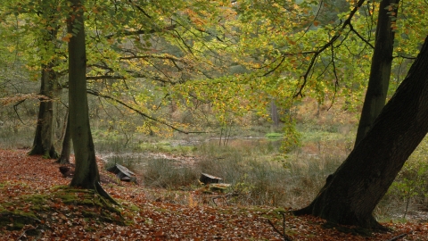 Sole Common Pond