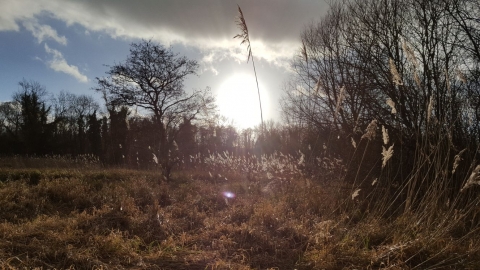 Thatcham Reedbeds