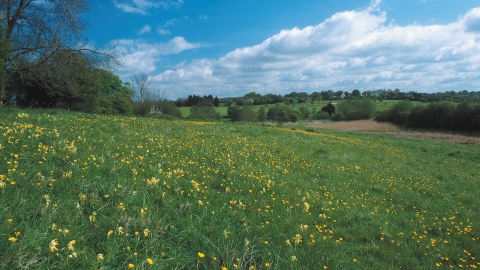 Tuckmill Meadow