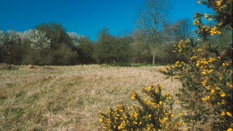Westwell Gorse