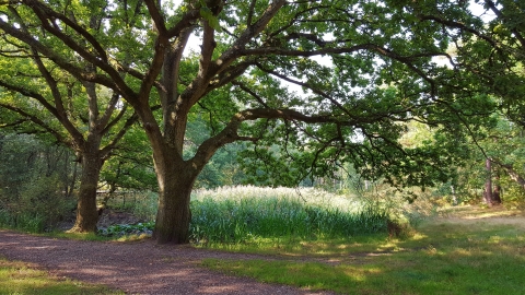 Wokefield Common