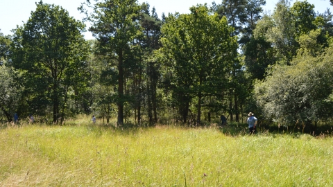 Whitecross Green Wood