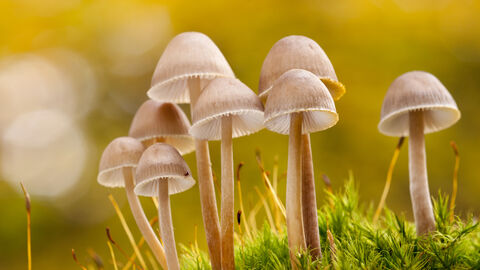 Fungi and moss