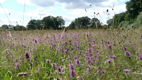 Woodsides Meadow