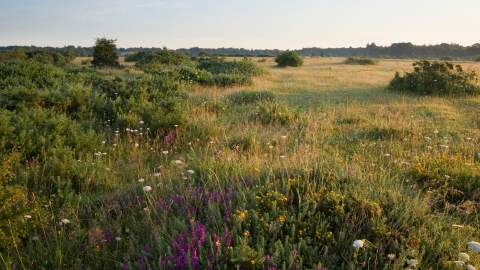Greenham Common