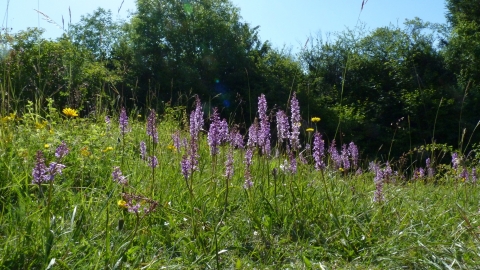 Aston Clinton Ragpits