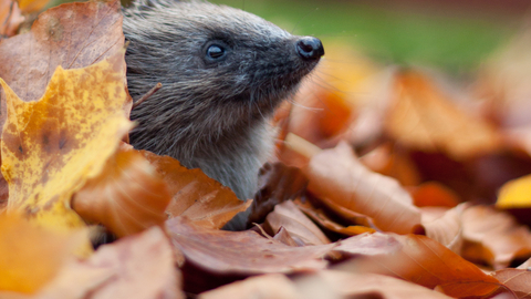 Hedgehog in autumn leaves