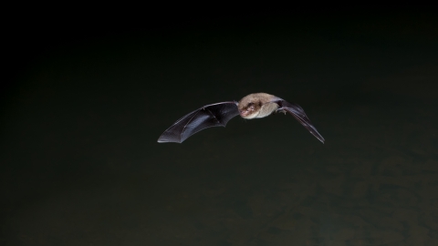 Daubenton's bat on dark background