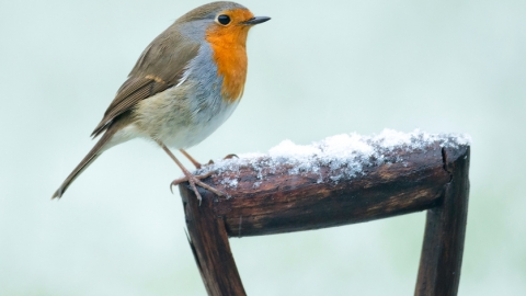 Robin on a snowy shovel