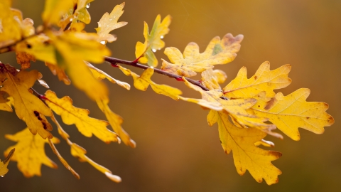 Oak leaves