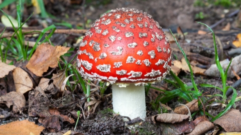 Fly Agaric