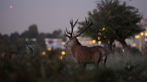 Deer with urban backdrop