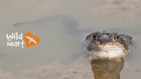 Frog by Katrina Martin / 2020VISION