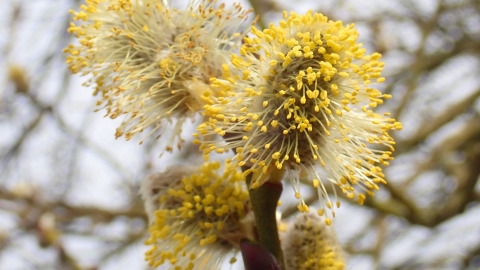 In search of Spring by Mick Jones