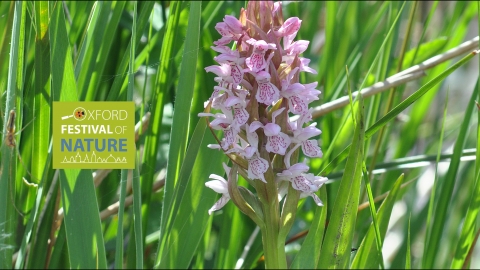 Dactylorhiza incanarta spp incarnata orchid by Peter Creed