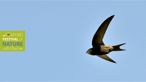 Swift by David Tipling/2020VISION