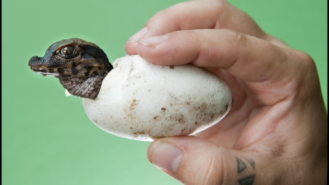 Baby Crocodile by Shaun Foggett