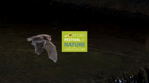Bat by Dale Sutton / 2020vision