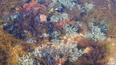 Rainbow wrack