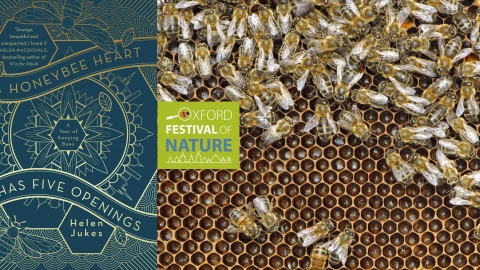 a Honeybee Heart has five openings by Helen Jukes. Bee image by Chris Gomersall/2020VISION