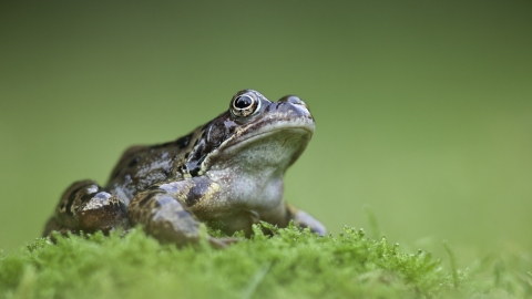 Frog sitting on moss