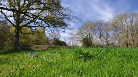 Audrey's Meadow