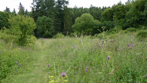 Homefield Wood with summer wild flowers