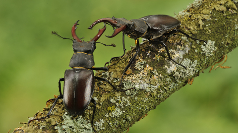 Stag beetles on branch