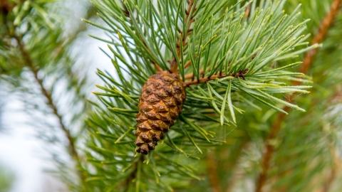 Scots Pine by Pete Crome