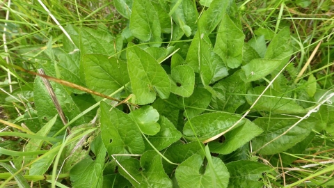 Hairy violet