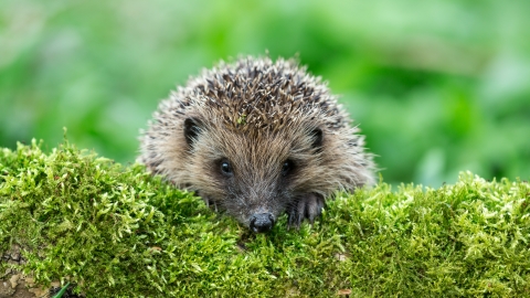 Hedgehog on mossy log
