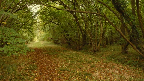 Rushbeds Wood
