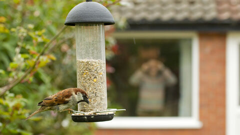 Man watching sparrow on bird feeder