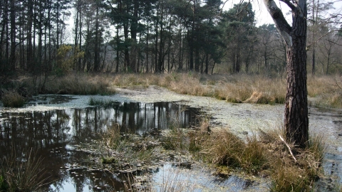 Wildmoor Heath