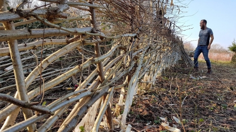 Boundary Brook Nature Park Hedgelaying