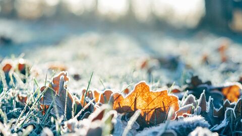 Frosty leaves
