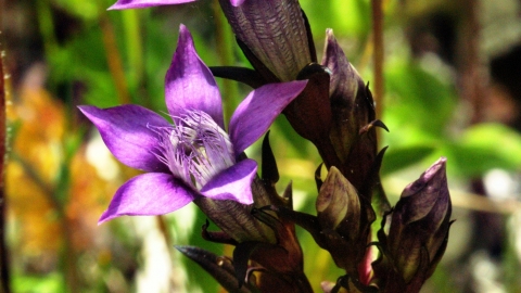 chiltern gentian