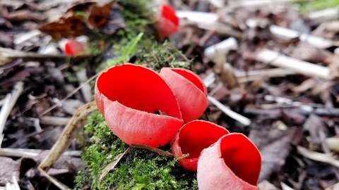 Scarlet elf cup or elfcup fungus. Picture: Ali Mckernan
