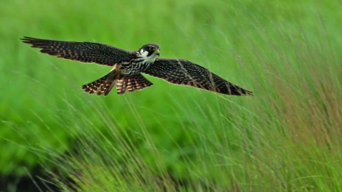 Kestrel