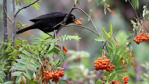 Blackbird on rowan by Margaret Holland