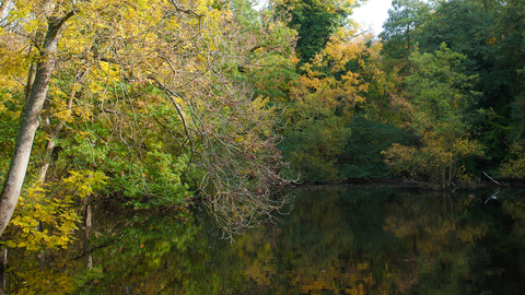 CS Lewis nature reserve