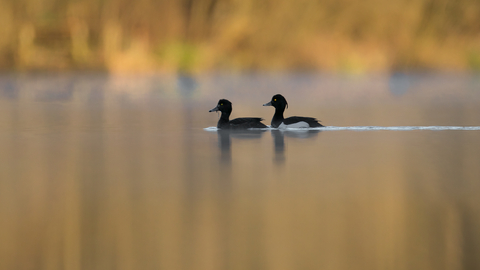 Tufted ducks by Jon Hawkins - Surrey Hills Photography