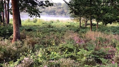 Wildmoor Heath by Roger Stace