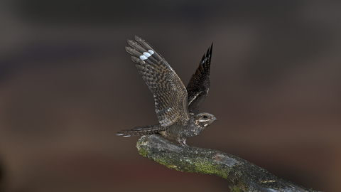 Nightjar by David Tipling