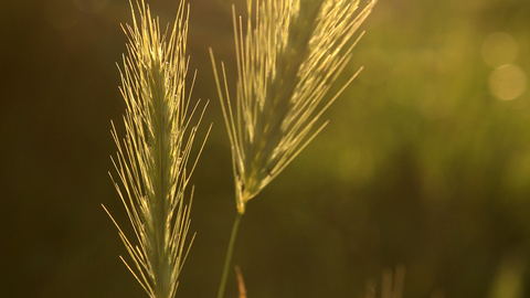 Wall barley