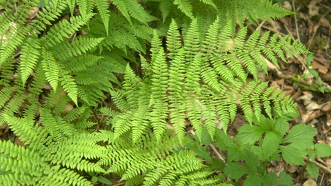 Lady-fern, Athyrium filix-femina